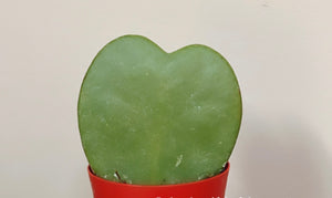 Heart Hoya