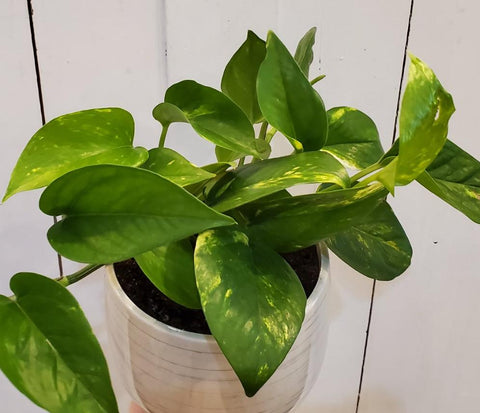 Golden Pothos