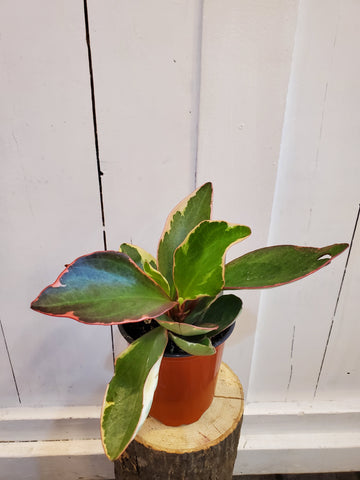 Peperomia Ginny