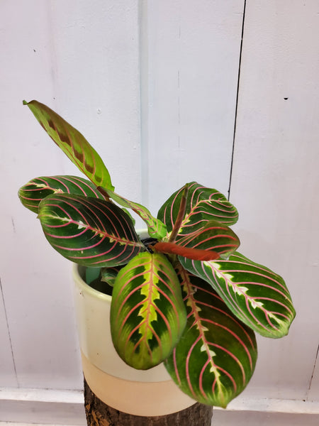 Red Veined Prayer Plant