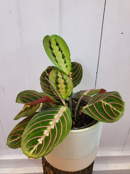 Red Veined Prayer Plant