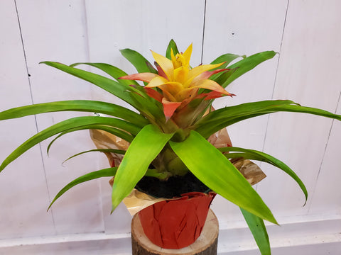 Bromeliad