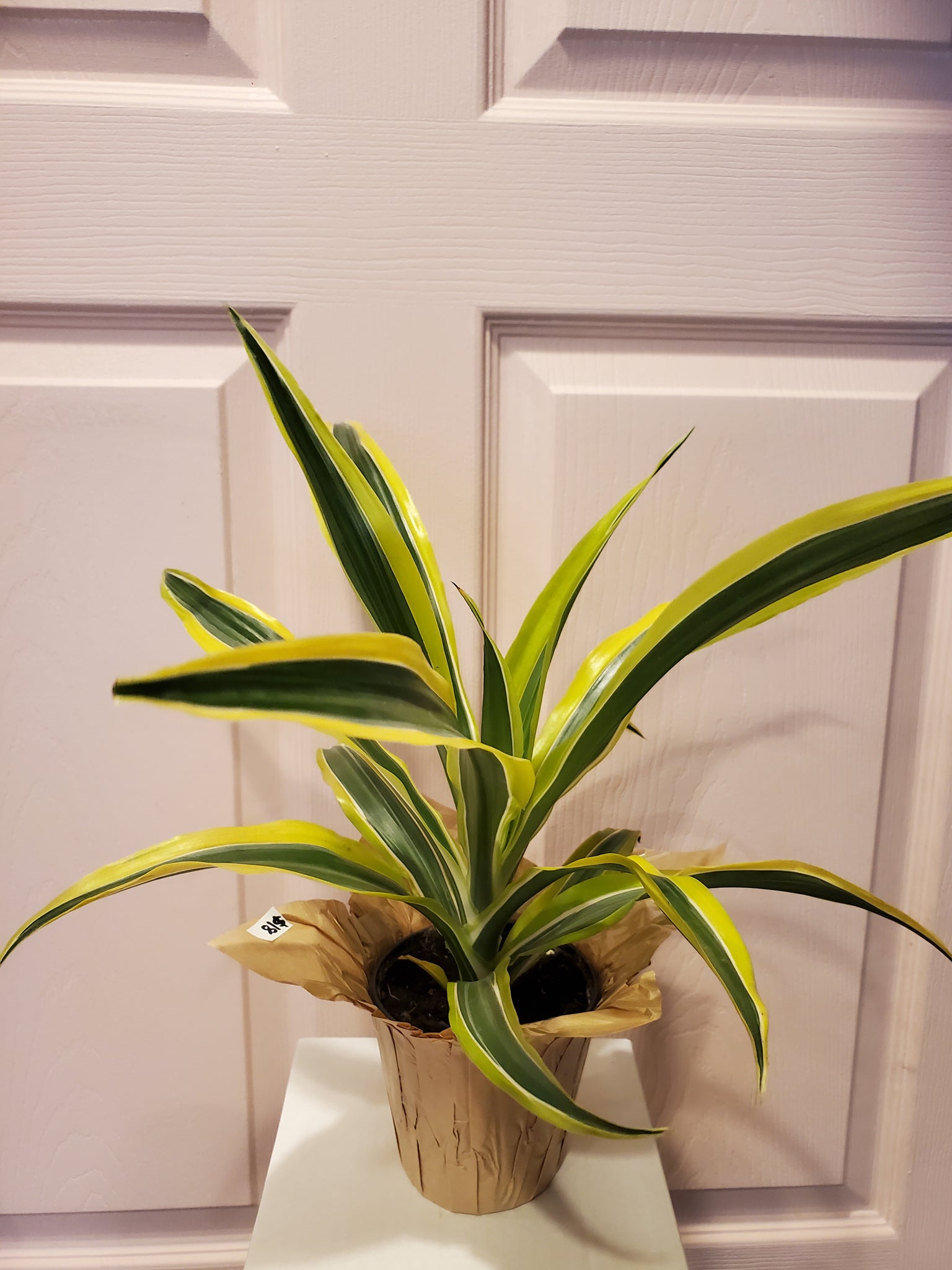 Dracaena Lemon Lime