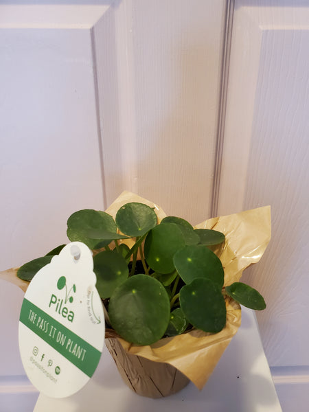 Pilea