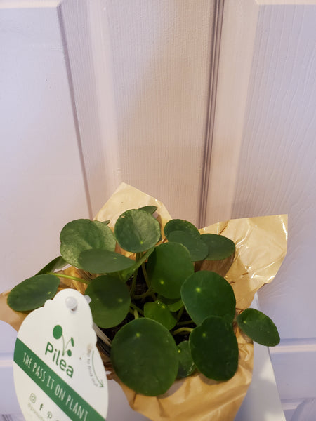 Pilea