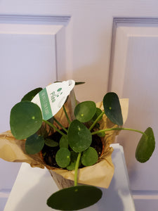 Pilea