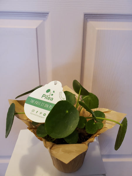 Pilea