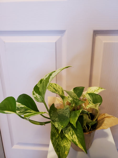 Marble Queen Pothos