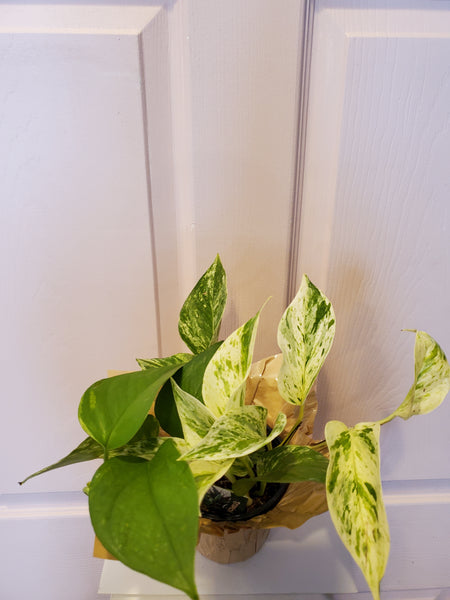 Marble Queen Pothos