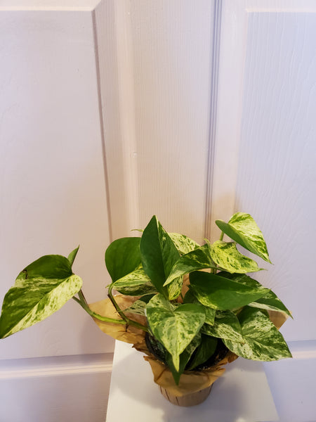 Marble Queen Pothos