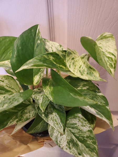 Marble Queen Pothos