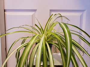 Spider Plant