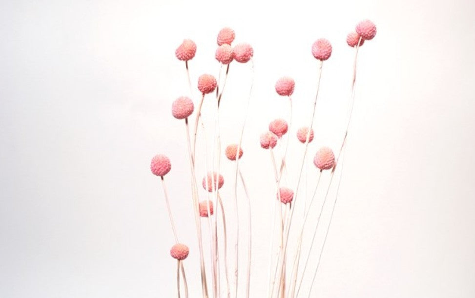 Pink Billy Buttons